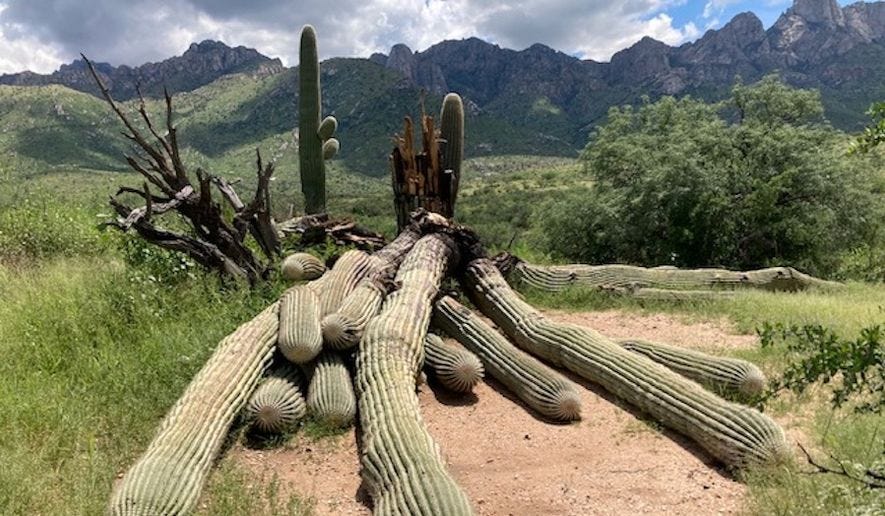 Seasonal rains topple 200-year-old cactus in Arizona's Catalina State Park - Washington Times Seasonal rains topple 200-year-old cactus in Arizona's Catalina State Park - Washington Times
