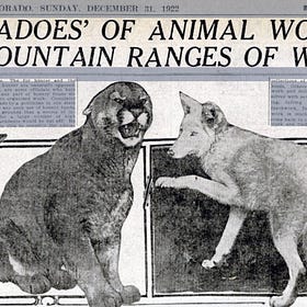 Longread: On wolves, wildness, and hope in trying times