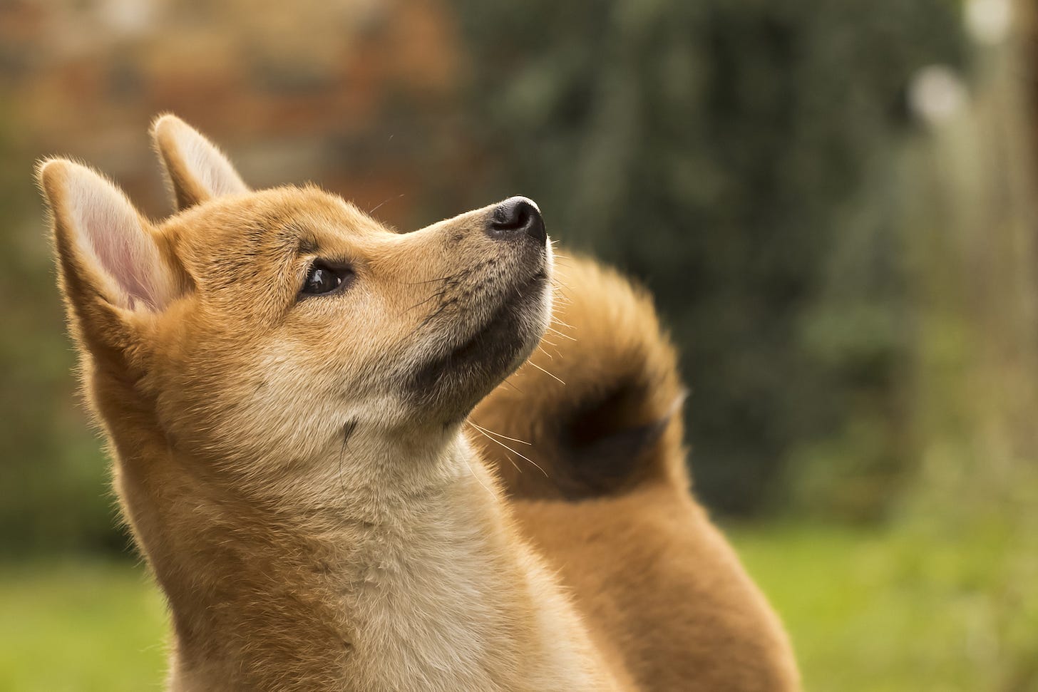 Hot DOGE! Meme-Based Cryptocurrency Soars More Than 800% to Record High -  CoinDesk