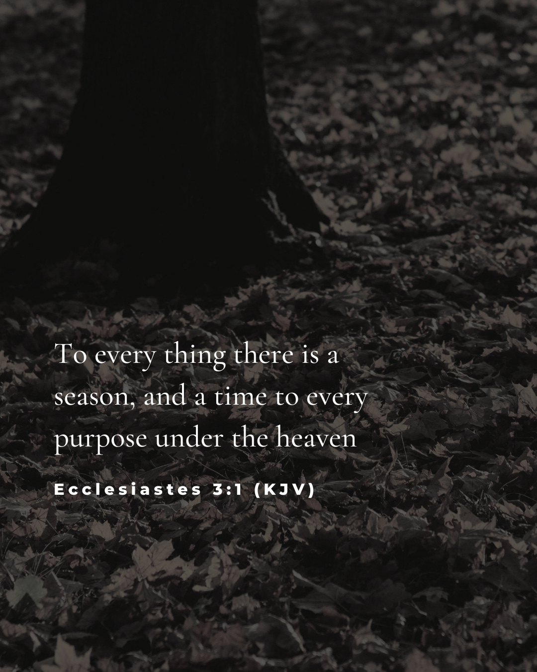 Ecclesiastes 3:1 in front of an image of fall leaves Ecclesiastes 3:1 in front of an image of fall leaves