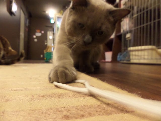 Cat Cafe Nanny Cat Cafe Nanny