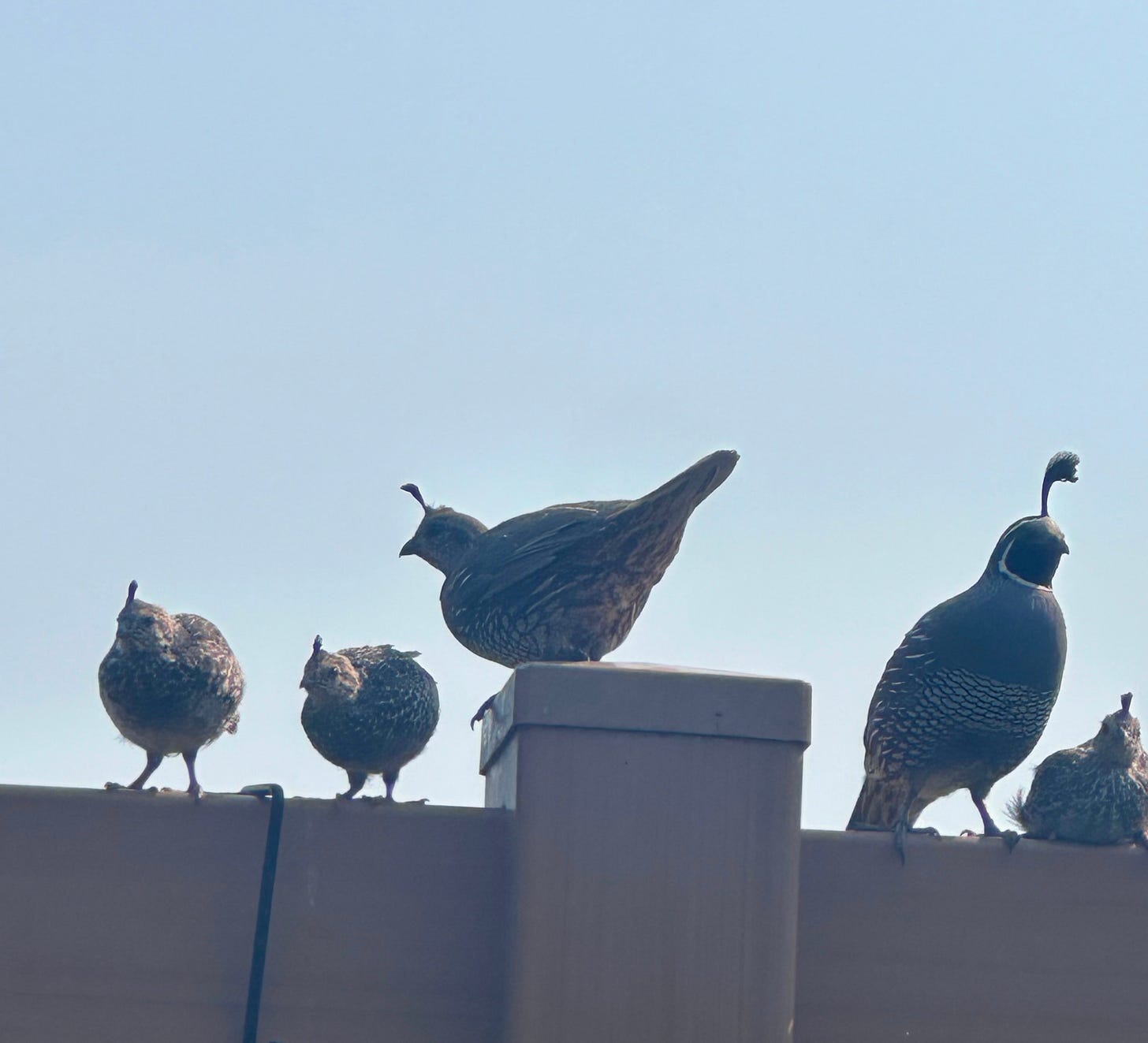 Quail flock on a fence.