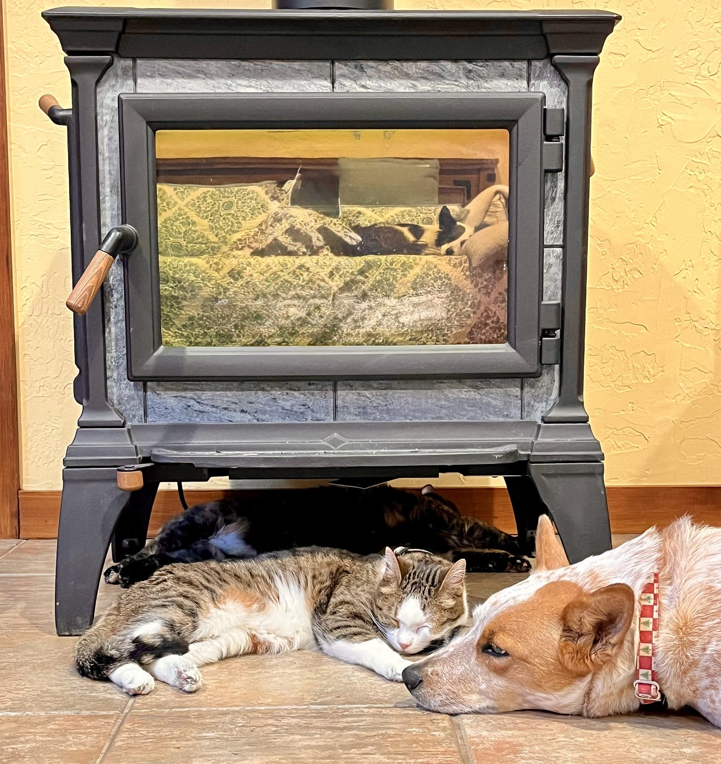 two cats underneath a woodstove with a dog laying in front two cats underneath a woodstove with a dog laying in front