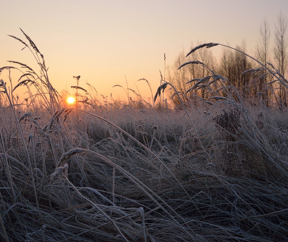 Light of the Winter Sun - by Clare Louise Larkin