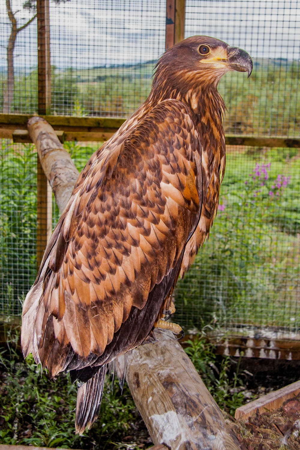 A juvenile white-tailed eagle in a release pen on the Perthshire-Fife border in 2009; since their reintroduction they have reestablished in eastern Scotland © Felicity Martin A juvenile white-tailed eagle in a release pen on the Perthshire-Fife border in 2009; since their reintroduction they have reestablished in eastern Scotland © Felicity Martin