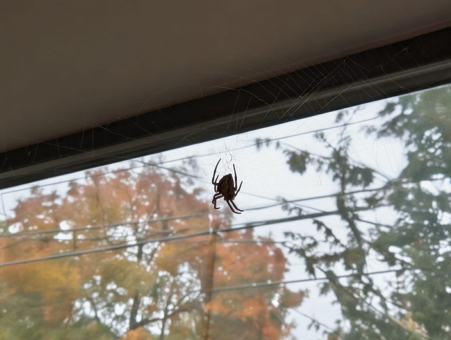 Spider in window
