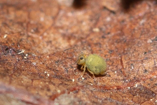 A tiny bright yellow-green globular springtail on a brown leaf