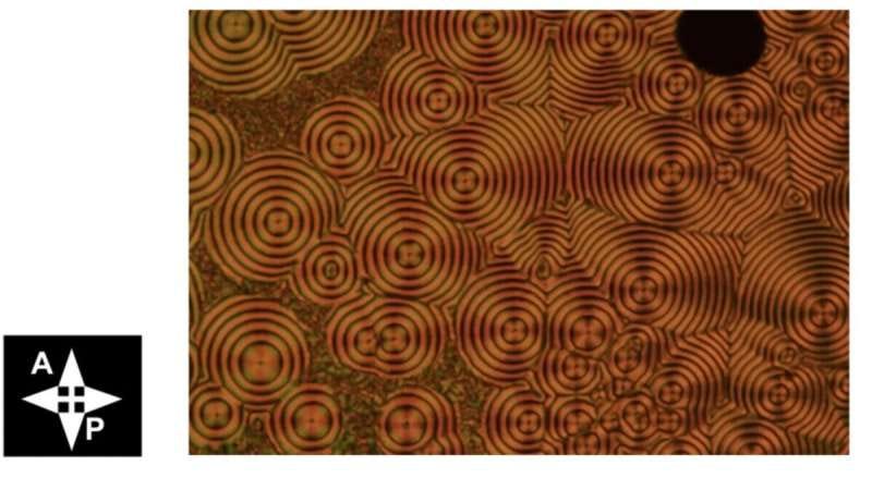 Study unveils a spontaneous toroidal polar topology in the helielectric nematic state 