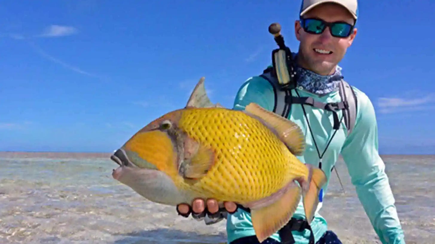 The vibrant Triggerfish, characterized by its distinct undulating lines and richly colored body, is found in the tropical waters around Providence Atoll.