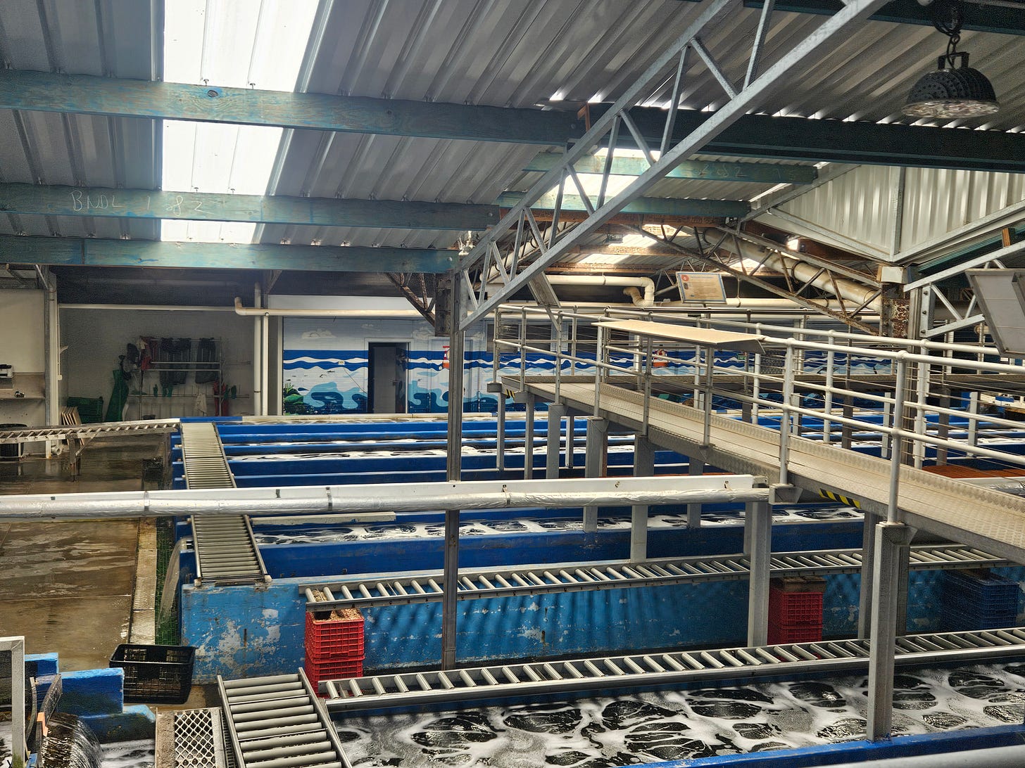 Inside the lobster packing plant