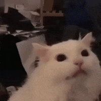 Woman And Cat GIFs - Get the best GIF on GIPHY