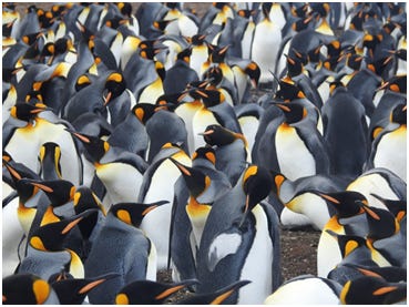 King Penguins