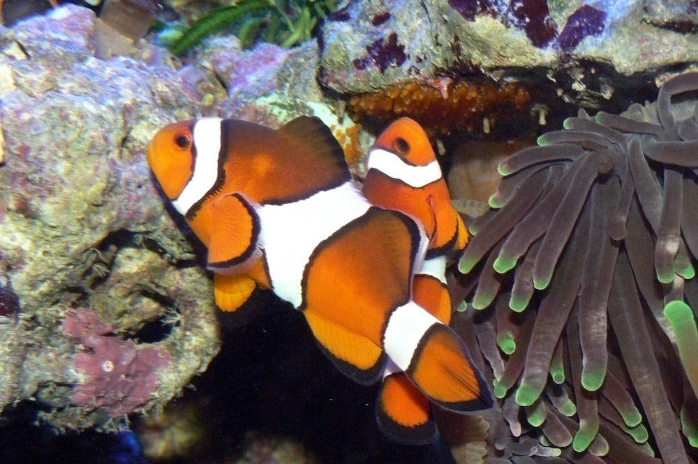 Two clownfish with an egg clutch, and some anemone tentacles on the right of the picture. The smaller male is tending to the eggs.