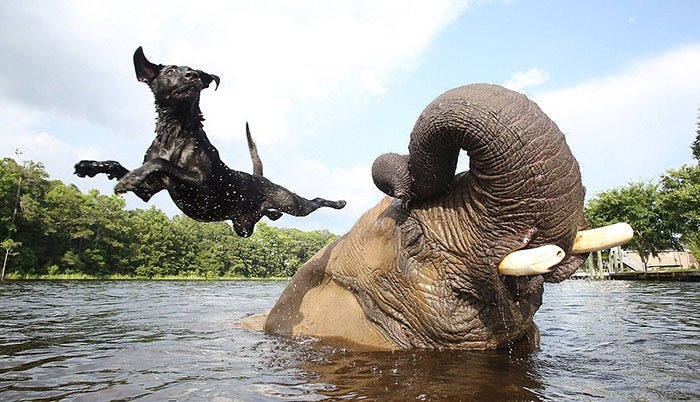 15 Unusual Animal Friendships That Will Melt Your Heart | Bored Panda