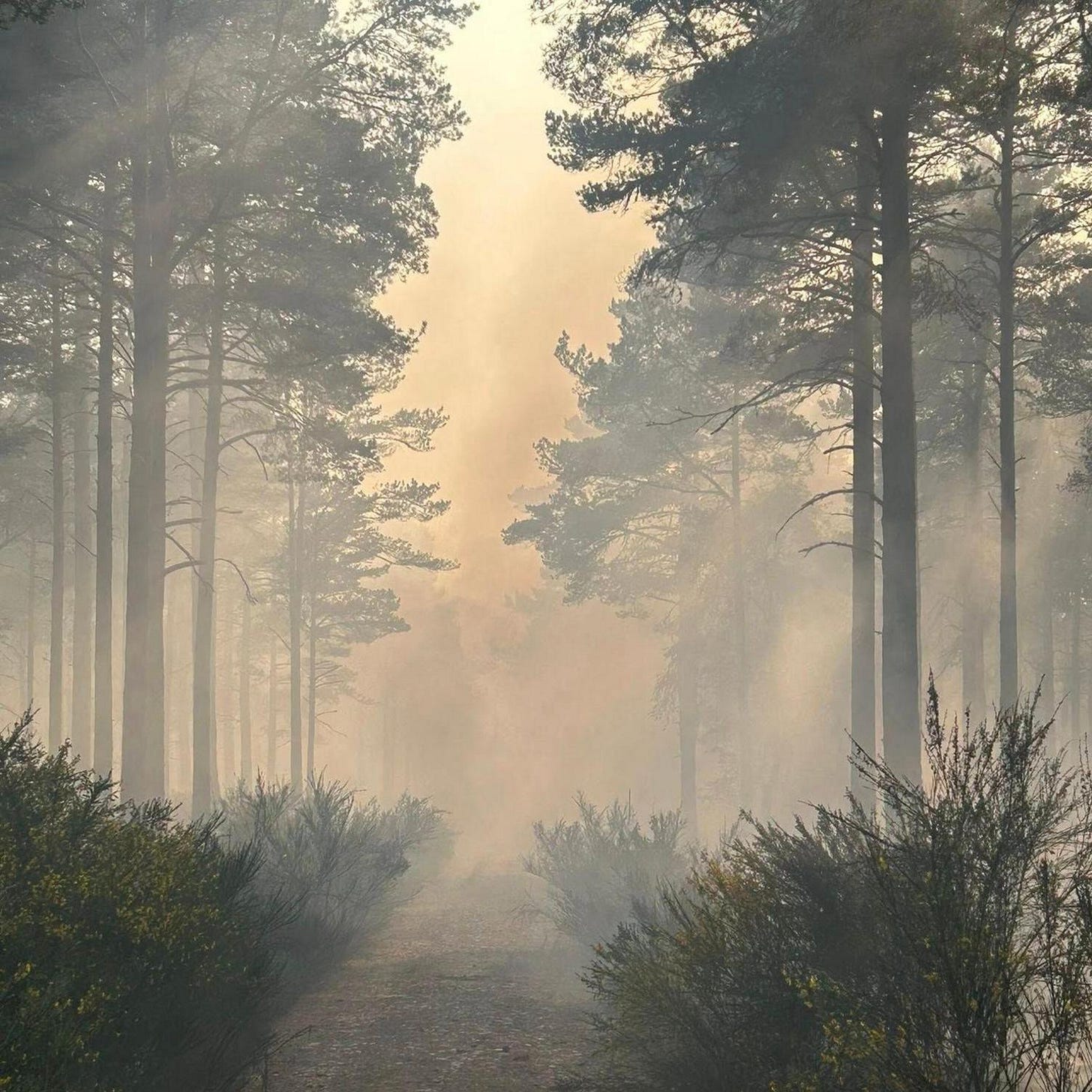 Orange-grey smoke drifts through stands of pine trees. There are bushes untouched by the fire below the trees. In the middle of the picture is a gravel trail.