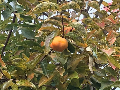 Images of persimmons on the tree and people gleaning them