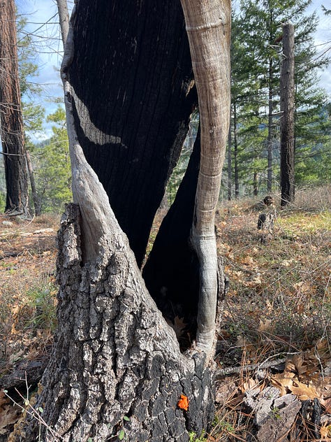 burned out trees