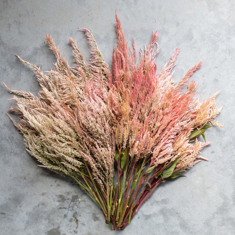 An armload of Celosia Vintage Rose