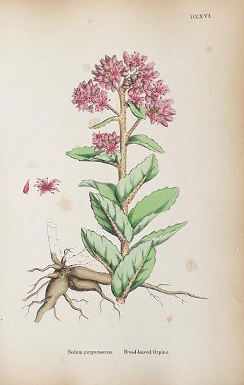 From the Spring Foraging Cookbook: Orpine