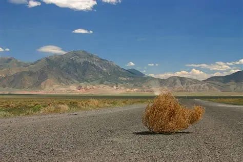 Tumbleweed Stock Photos, Pictures & Royalty-Free Images - iStock