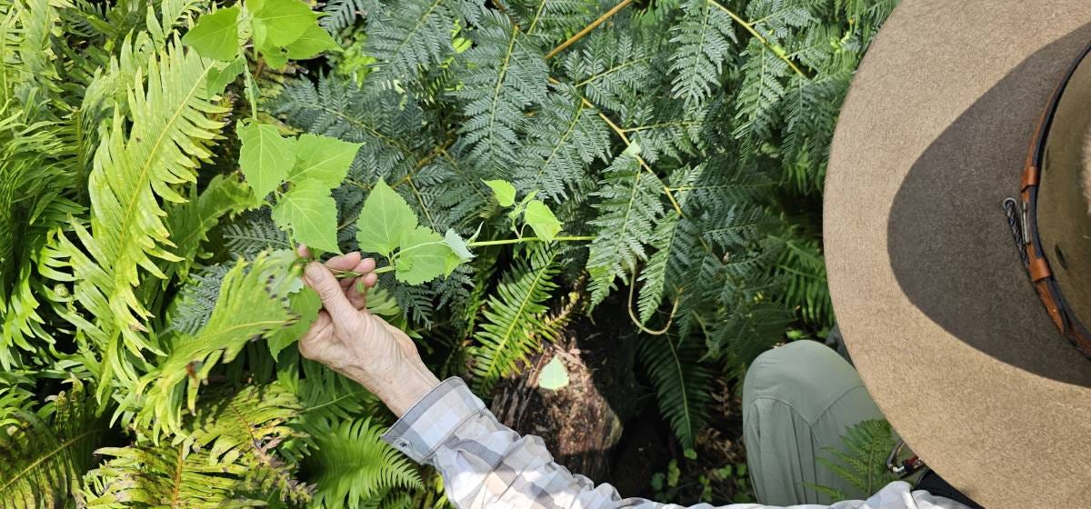 himalayan honeysuckle in blue mountains swamp himalayan honeysuckle in blue mountains swamp