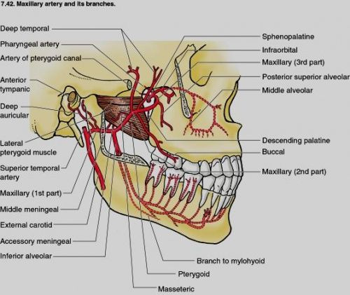 maxillary artery branches | Arteries, Oral health care, Dental hygiene  school