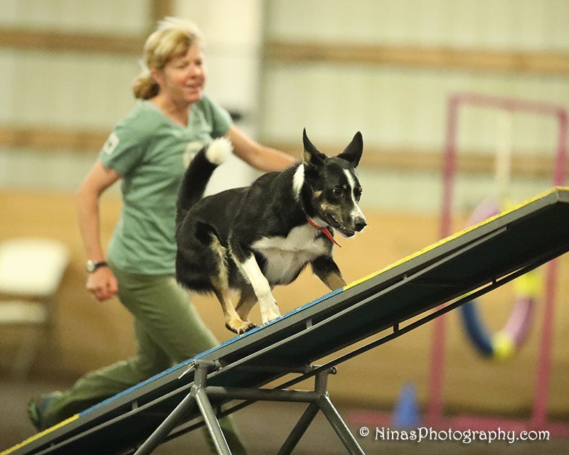 Dog on teeter
