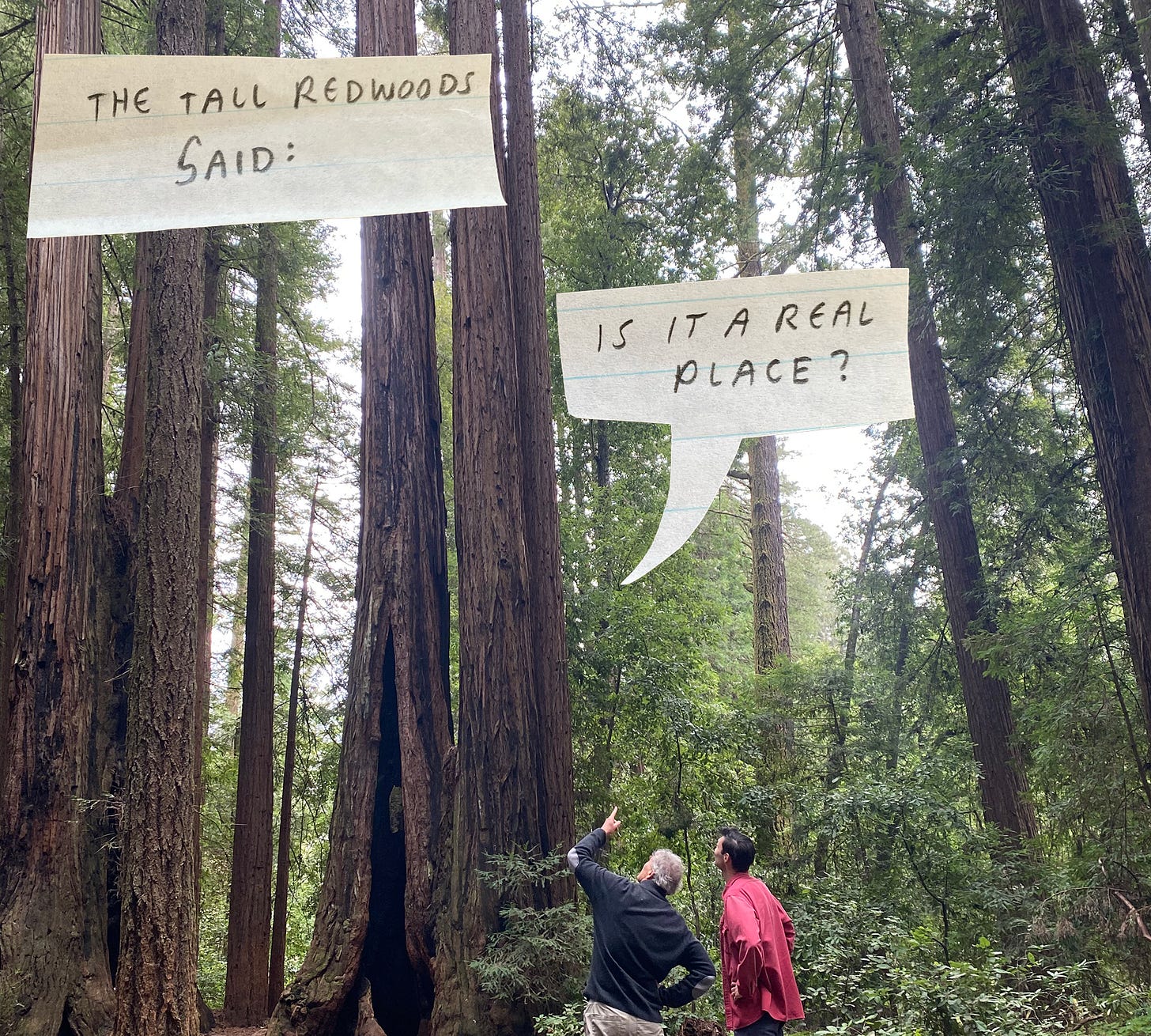 The tall redwoods said: is it a real place?