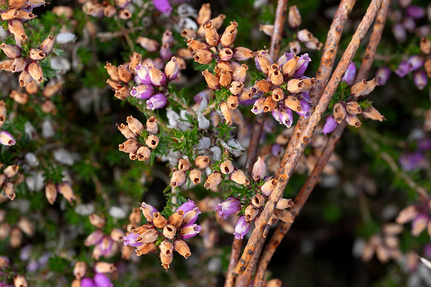 Macro shot of a magenta bell heather (Erica cinerea) flowers in focus, their sun-burnt rust coloured flowers merging with a rusty strand of fencing wire 