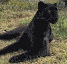 (Danish) Nazi Punk (Tells Trump) F*ck Off! Tabs, Thurs., Jan. 22, 2026