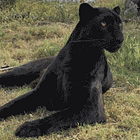 (Danish) Nazi Punk (Tells Trump) F*ck Off! Tabs, Thurs., Jan. 22, 2026