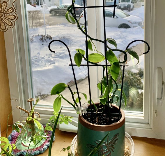 How to grow vanilla beans at home -- and the pollination method that makes  it possible