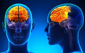 Prefrontal Cortex Exercises that ...
