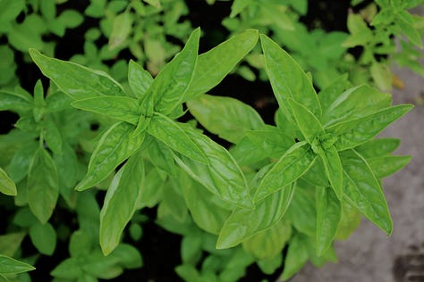 varieties of basil growing in an herb garden
