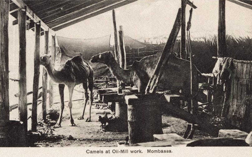 The Camel in African History: Ancient Ships of the Sahara