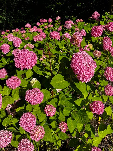 flowers from the birmingham botanical gardens