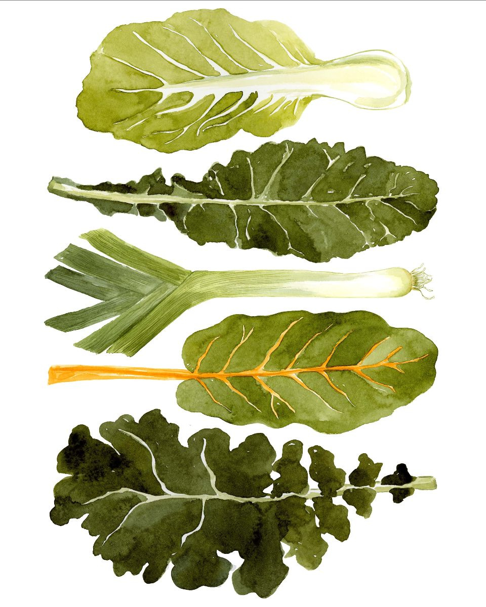 Lindsay Gardner's watercolor painting of hearty greens