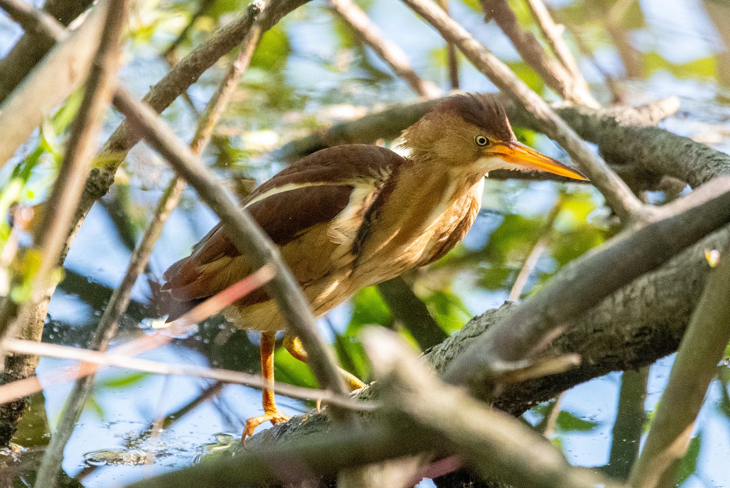 Through a matrix of branches over water, a brown-and-beige fishing bird with bright orange beak and legs frowns with Samuel Beckett's frown