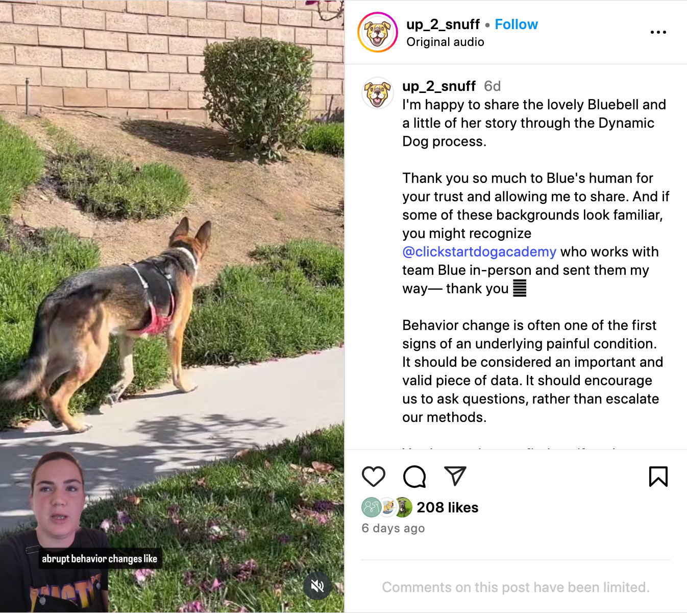 screenshot of reel from @up_to_snuff about dog Blue and their gait