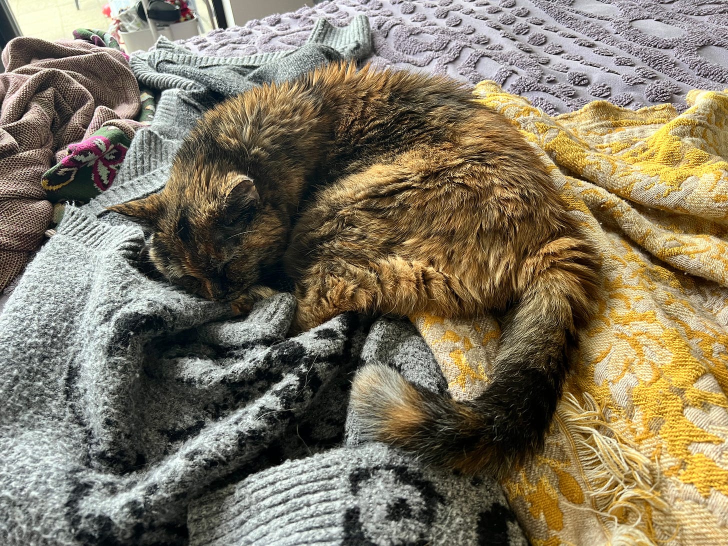 Dagmar is cozily curled up sleeping on a pile of clothes and blankets on a bed. Dagmar is cozily curled up sleeping on a pile of clothes and blankets on a bed.