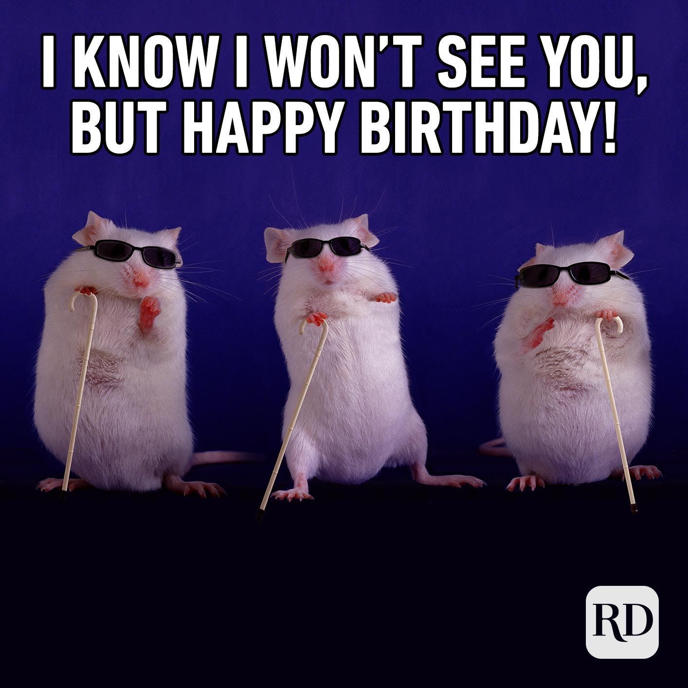 Photo of "the three blind mice" (real mice with walking sticks and sunglasses on) that reads "I know I won't see you, but happy birthday."