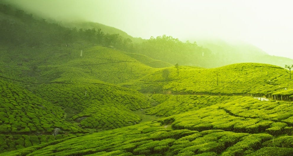 green fields green fields