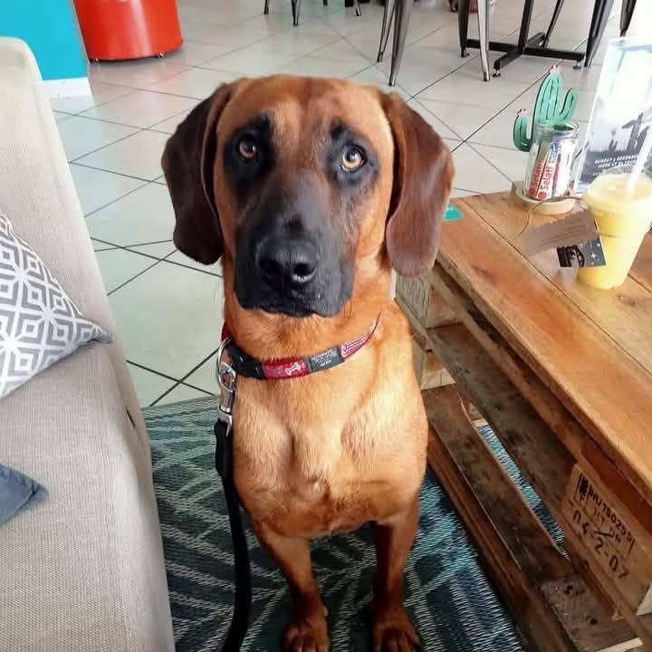 Red the K9 Pet Tracker killed by home invasion suspects