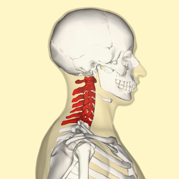 Cervical spine and head bony anatomy