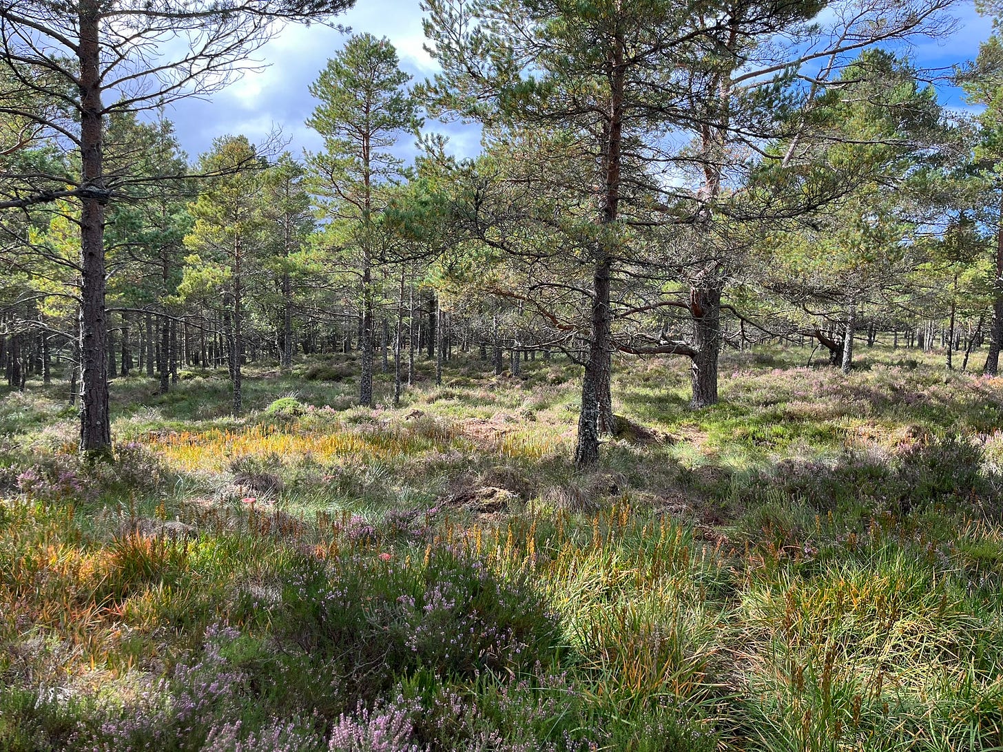 Summer on a lowland raised bog in Aberdeenshire: bog asphodel, cross-leaved heath, cotton grass and blaeberry amid Scots pine trees.Birch regeneration around a wet flush in woodland on the edge of an Aberdeenshire moss.