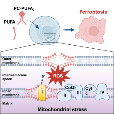 Phospholipids with two polyunsaturated fatty acyl tails promote ferroptosis - ScienceDirect Phospholipids with two polyunsaturated fatty acyl tails promote ferroptosis - ScienceDirect