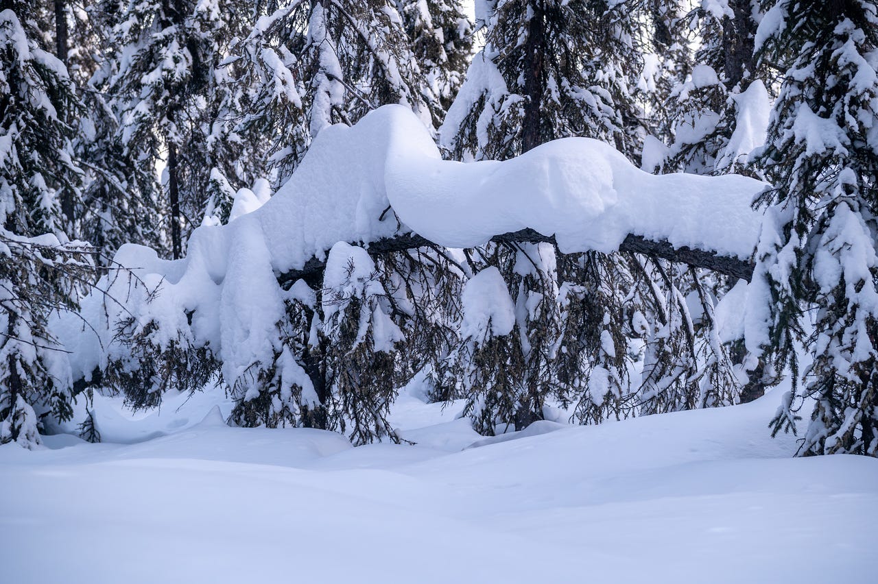 A spruce tree trunk bent nearly horizontal under the weight of an enormous rounded mass of accumulated snow, forming a dramatic arch. Snow-covered branches hang beneath the trunk. Dense boreal forest fills the background. Fairbanks, Alaska.