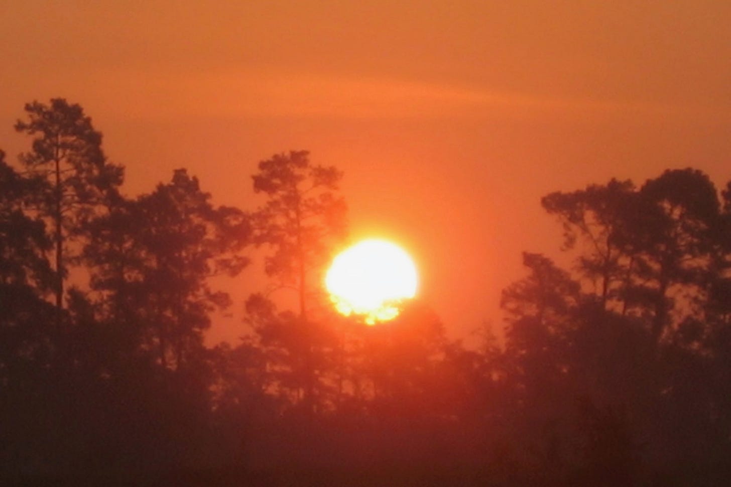 The sun casts a bright orange glow as it rises between the trees that are backlit by the light