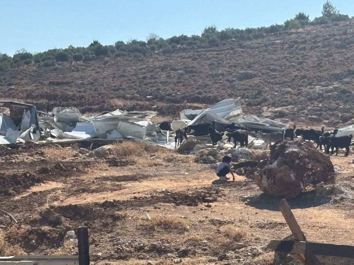 Flattened metal shelters and grazing goats at Wadi Mu'nes Flattened metal shelters and grazing goats at Wadi Mu'nes