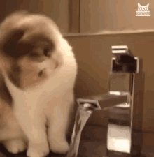 a cat is drinking water from a faucet with a cat collective logo on it a cat is drinking water from a faucet with a cat collective logo on it